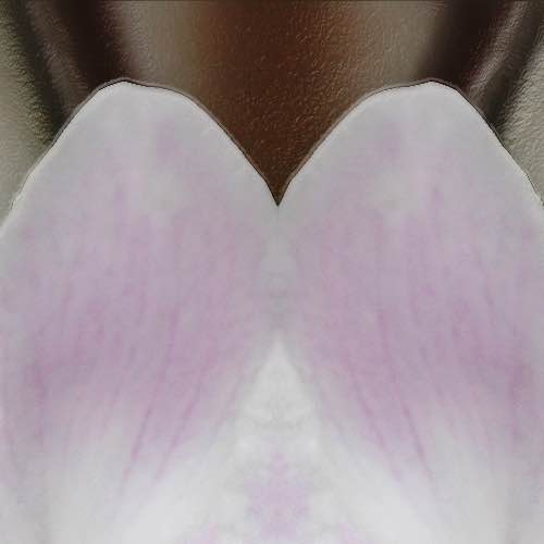 500 sq twin_flowers
