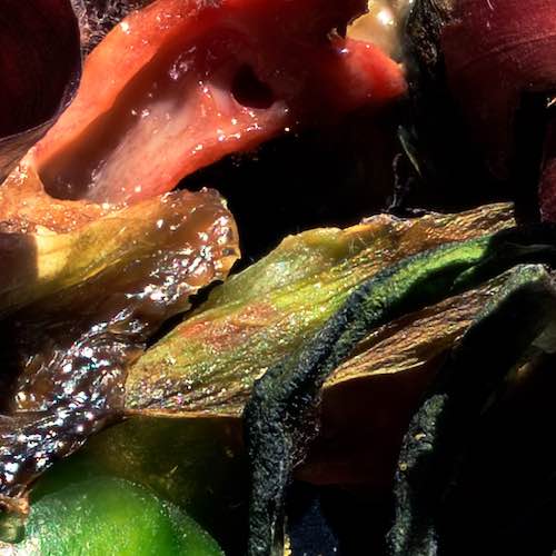 Veggies in Space - Unfresh